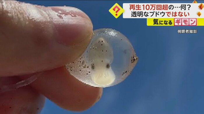 ぶどうのようなもの中に、白い体の生き物が見える