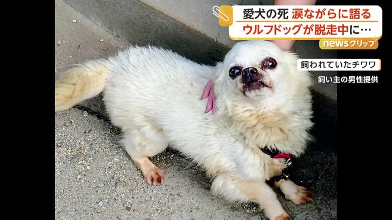 「形が残っとらん」愛犬・チワワの無残な姿に飼い主が涙　“直前”に隣の市でウルフドッグが脱走　佐賀市｜FNNプライムオンライン