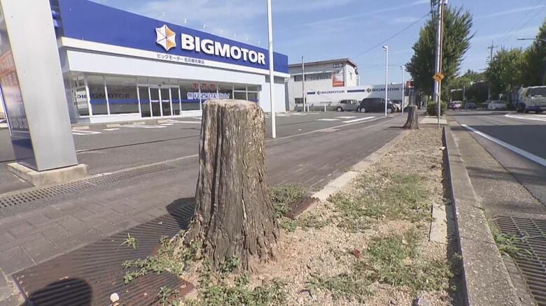店の前だけ街路樹が枯れ切り株に…土壌調査も検討　「ビッグモーター」名古屋名東店前の現場を市が確認｜FNNプライムオンライン