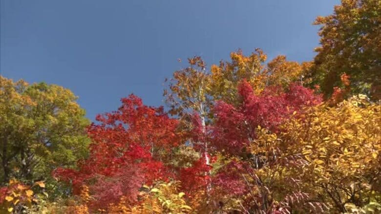 八幡平の大沼周辺、紅葉が見頃　多くの観光客ら、自然が織りなす秋の風景楽しむ　秋田・鹿角市｜FNNプライムオンライン