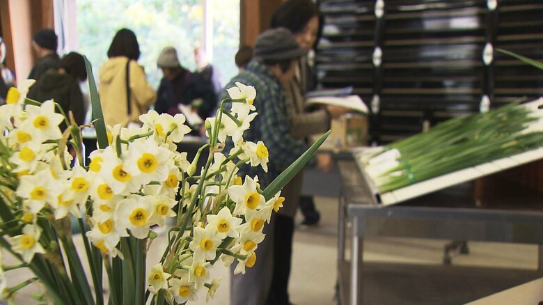本格出荷を前に「越前水仙」目ぞろえ会　生育順調で去年の2倍、100万本出荷予定　1月17日からは「水仙まつり」｜FNNプライムオンライン