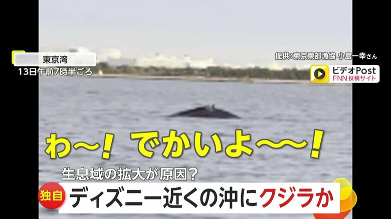 【独自】「でかいな」ディズニーシー近くの東京湾にザトウクジラ現れる…“捕鯨禁止”で個体数増え生息域拡大か｜FNNプライムオンライン