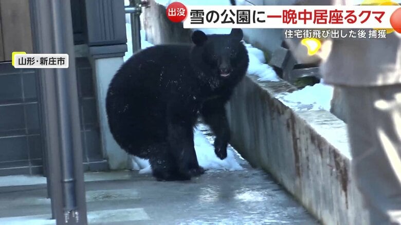「クマ動いた！注意して！」市街地に体長約1mの“成獣”が出没…市街地を闊歩し猟友会など約130人がかりで捕獲　山形・新庄市｜FNNプライムオンライン