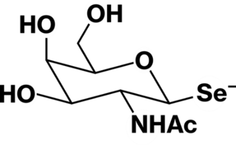生体必須微量元素セレンを安全に貯蔵・輸送する新たなメカニズムを発見 ― "セレン糖"がセレン輸送・貯蔵の鍵分子に ―