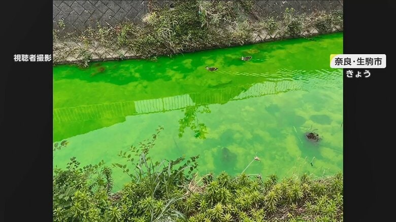 「入浴剤放り込んだよう」川が鮮やかな緑色に…「ちはやぶる」の歌で知られる奈良・竜田川　原因は“赤い粉末”か｜FNNプライムオンライン
