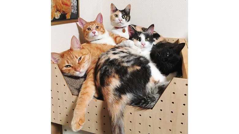 仲良しなスミちゃんと先輩猫たち