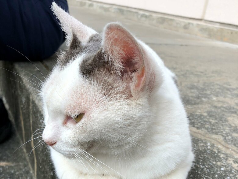 縄張りには侵入させません