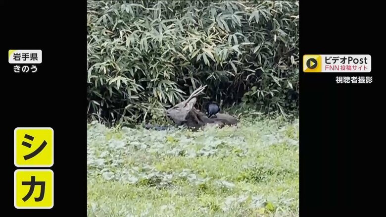 岩手県で撮影されたカラスがシカを突っつく様子