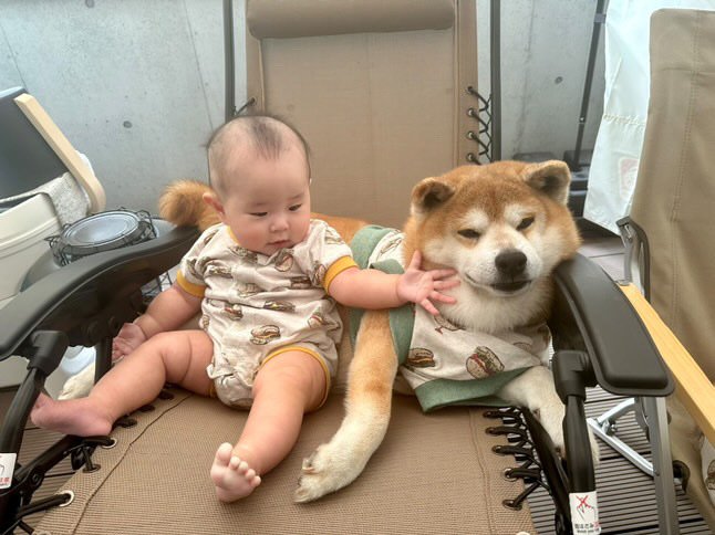 提供：飼い主さん（＠shibainu.berry）