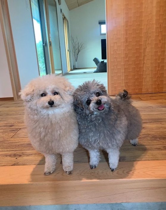 提供：＠tsuru_323さん