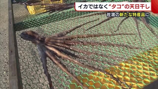 イカではなく“タコ”の天日干し!? 不漁のイカに代わる佐渡の新たな特産品へ【新潟】