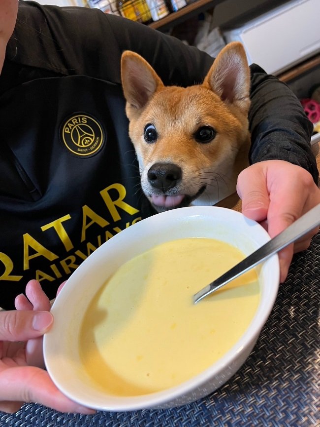 飼い主さんの持つスープにも興味津々