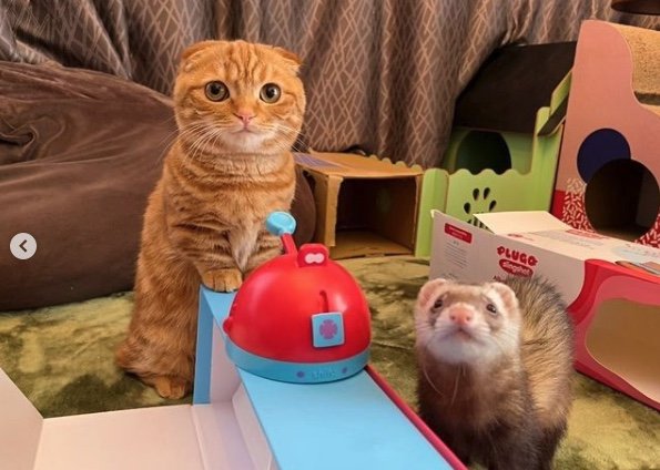 提供：IG @hinako_munchkinさん