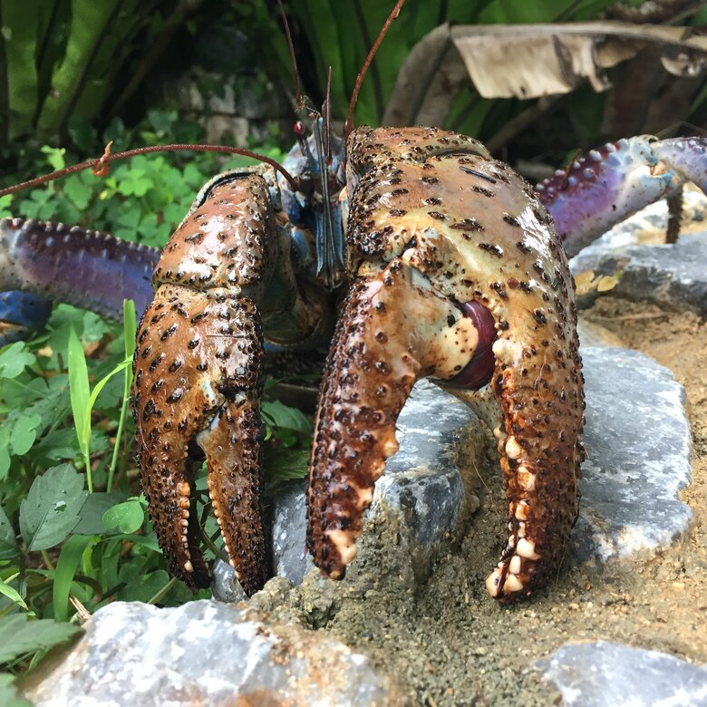 画像提供：一般財団法人　沖縄美ら島財団