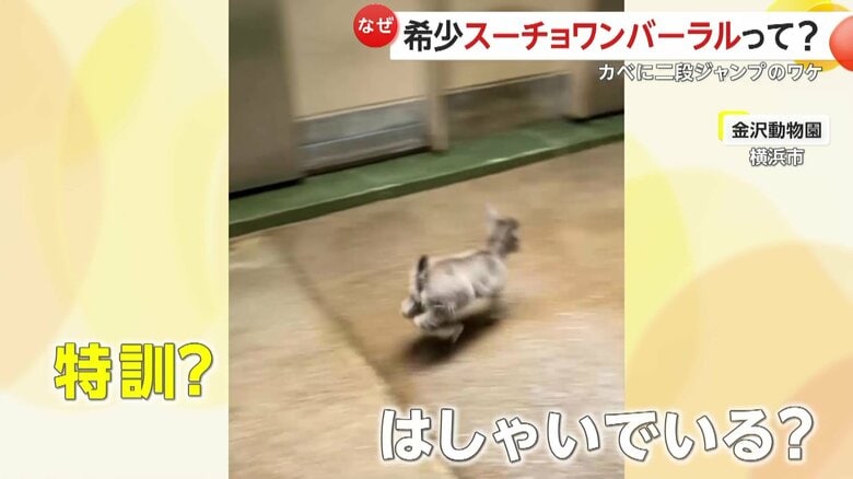 「ジャンプの練習」のため何度も2段ジャンプを繰り返していたユズ