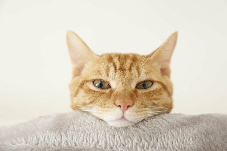 （画像はイメージ）