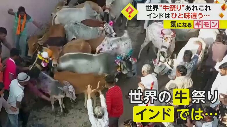 インドで開催された“牛に踏まれる祭り”