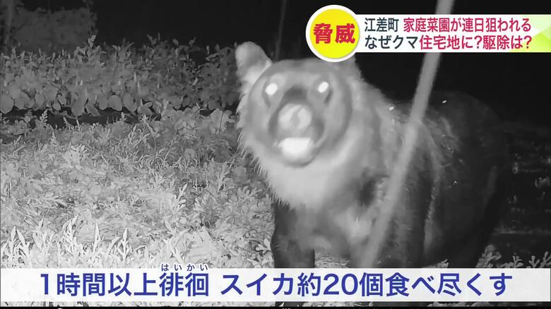 江差町柳崎町にも家庭菜園のスイカを食い荒らすクマが出没