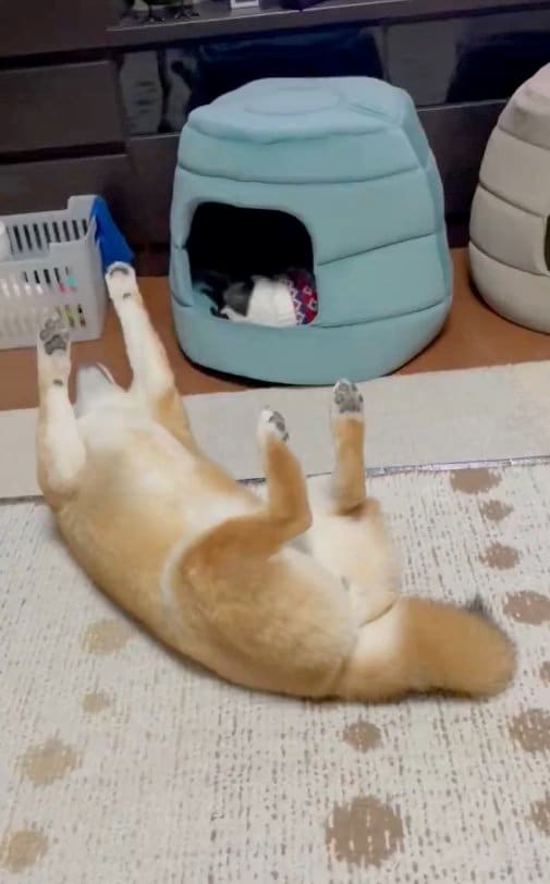 提供：うにさん