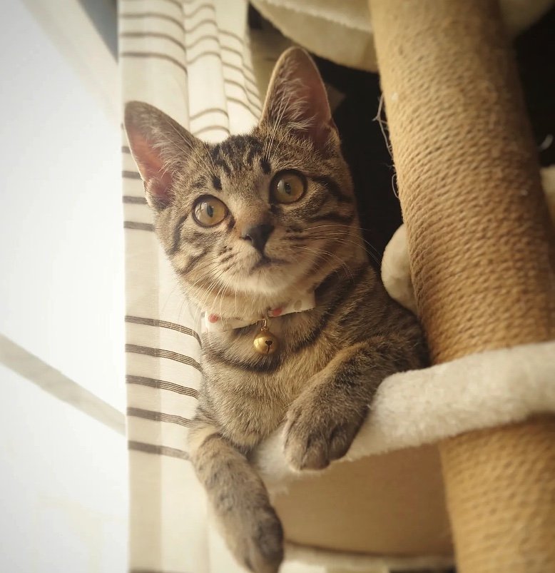 提供：アメチカンのもなさん