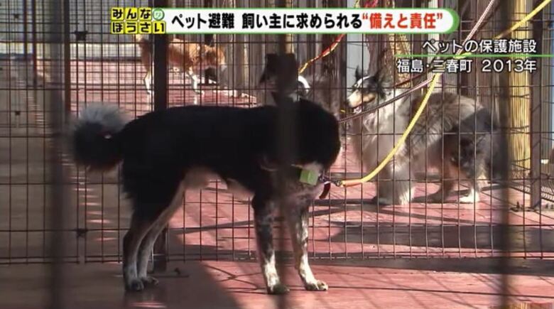東日本大震災のペット保護施設（福島県）