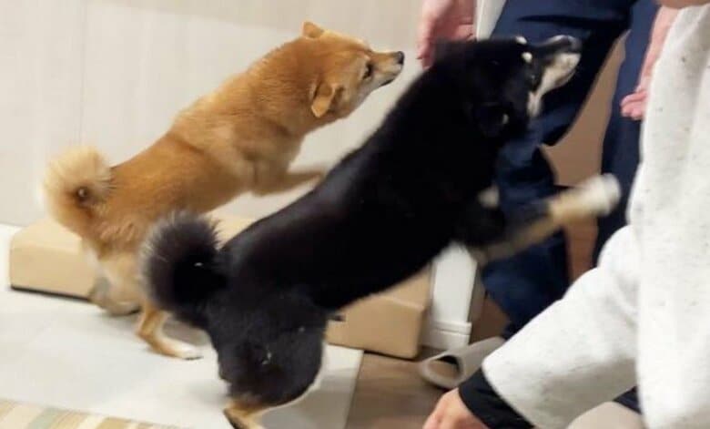 提供：豆柴あさのんさん