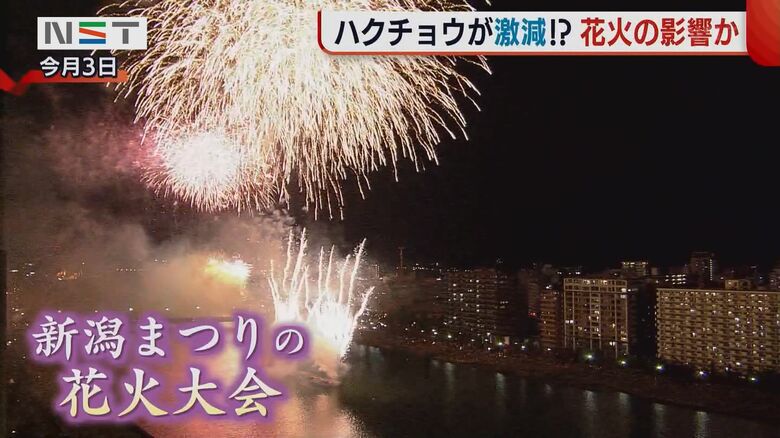 11月3日に行われた花火大会