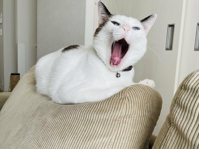 ソファの上でもあくび（提供：つくね＆ひまりさん）