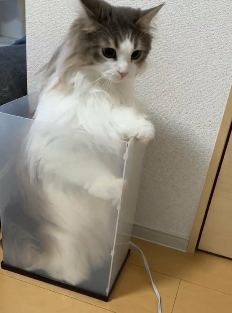 もう一度脱出しようと決意する