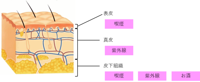 アペックス独自の動画分析を活用 肌の未来の可能性(ポテンシャル)を高めるには「喫煙」「紫外線」「お酒」に注意
