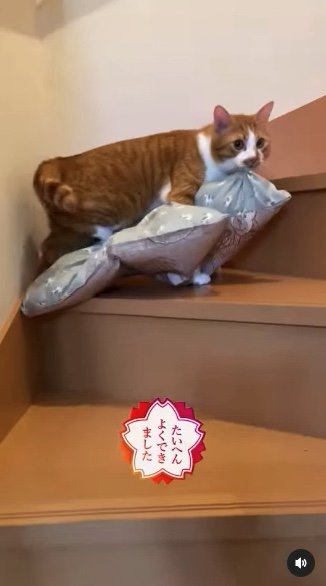 提供：赤瀬川和寿さん