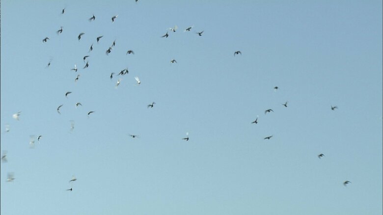 一斉に放たれる約130羽の白鳩