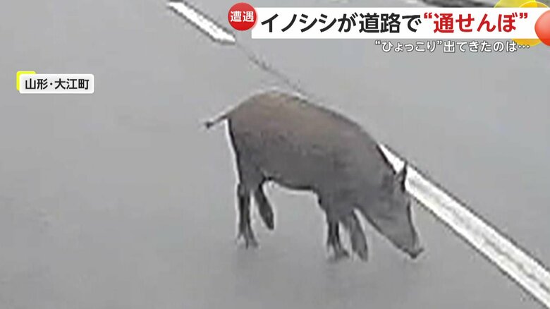 車が走り出しても、警戒する様子がないイノシシ