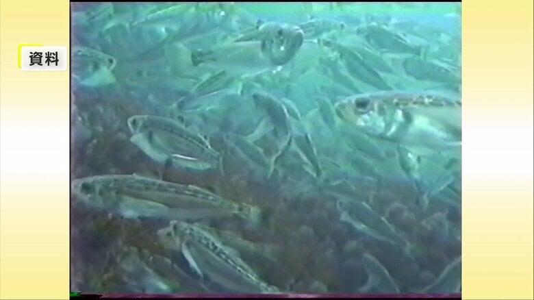 多くのハタハタが接岸していた頃の藻場の様子