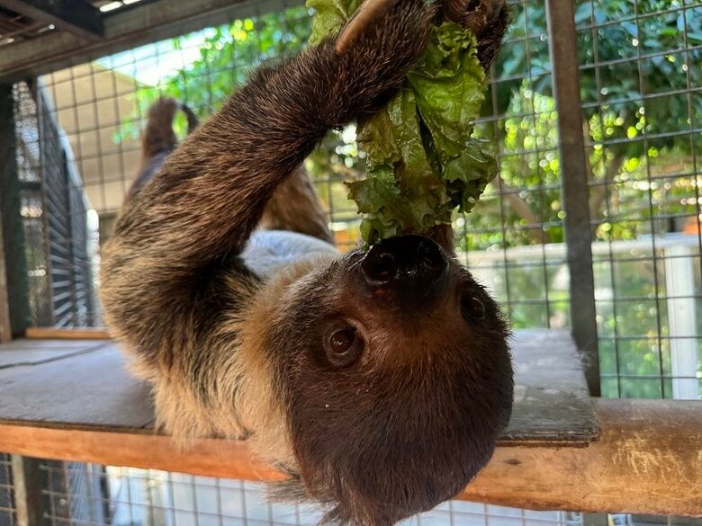 ぶら下がったまま食事もする（提供：神戸市立王子動物園）