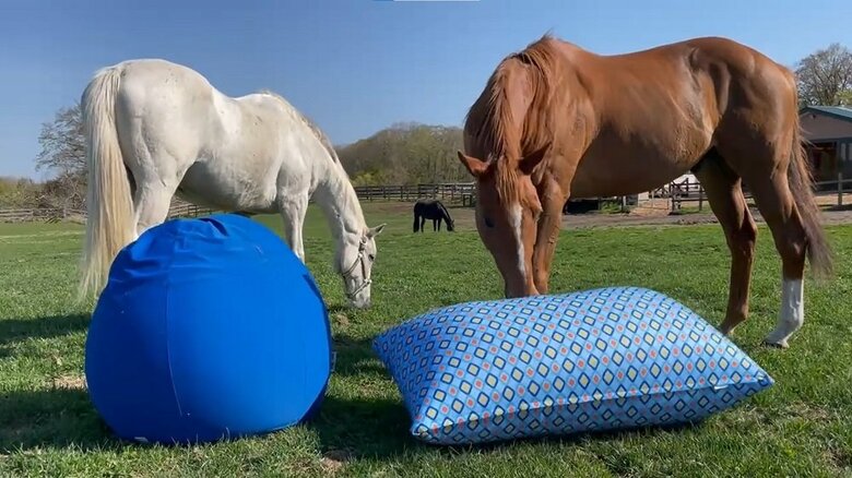 馬それぞれでYogiboへの反応が違ったという