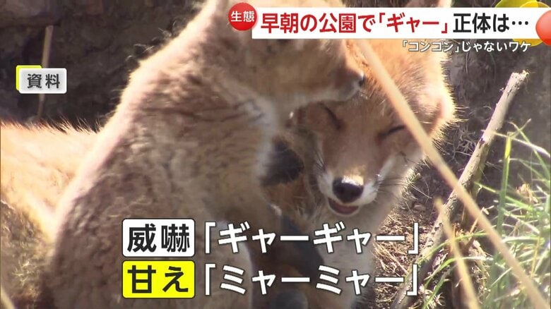 専門家によれば、威嚇の時は「ギャーギャー」、甘える時は「ミャーミャー」と鳴くという