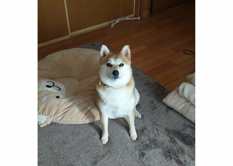 あおちゃん（提供：あおとはなさん）