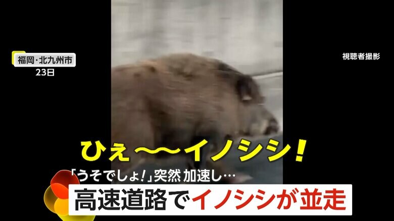 車の真横を全速力で走るイノシシ（23日、福岡・北九州市）