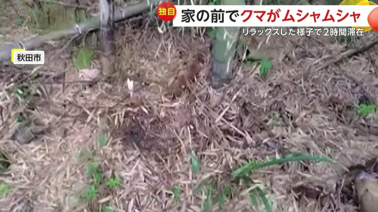 土を掘り起こした跡がいくつも残されていたクマがいた現場