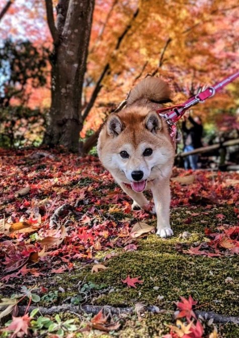 提供：kuroazu_beansさん