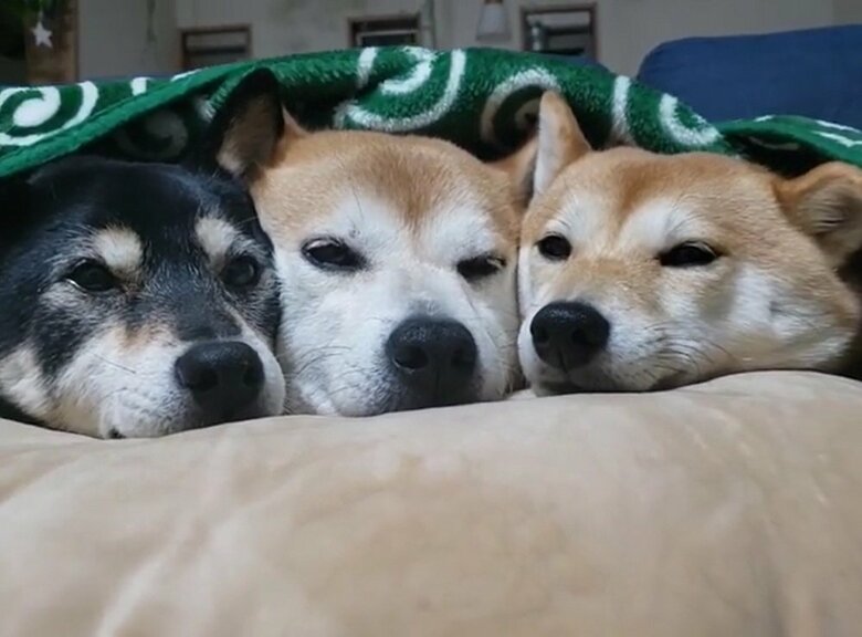 鼻先クイズ　正解は左からアンちゃん、モカちゃん、サラちゃんでした