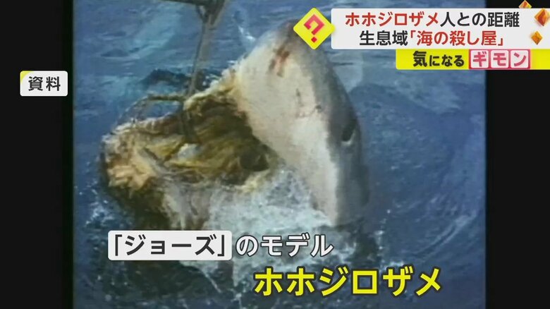 「ジョーズ」のモデルとなったホホジロザメ
