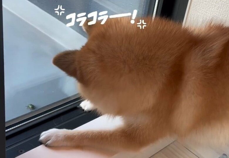 窓の外の虫に警戒する様子