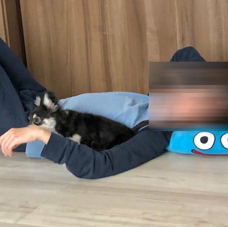 我が家に来て初めてケージから出した時（提供：チワワのごまじろーさん）