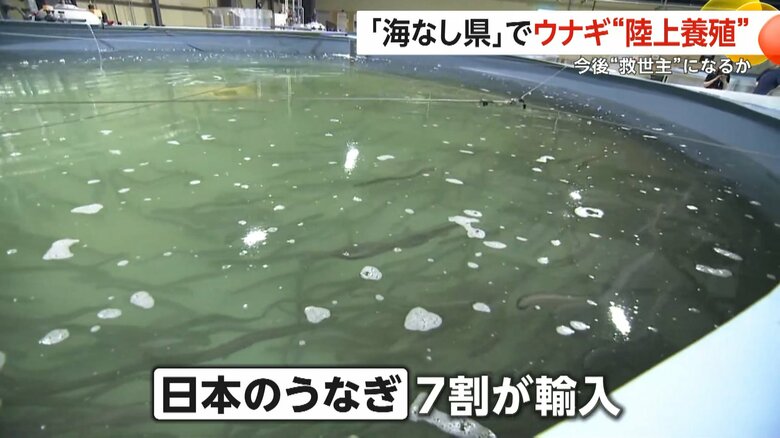 7割を輸入に頼っている日本のうなぎ