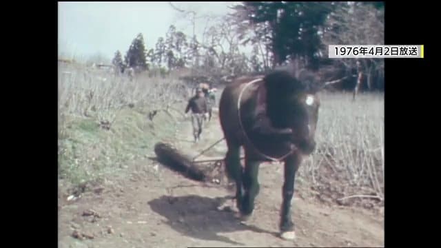 木材を運ぶウマ「馬搬」（1976年）