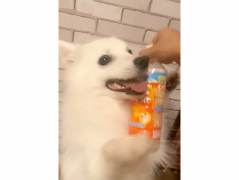 提供：ぽぽさん