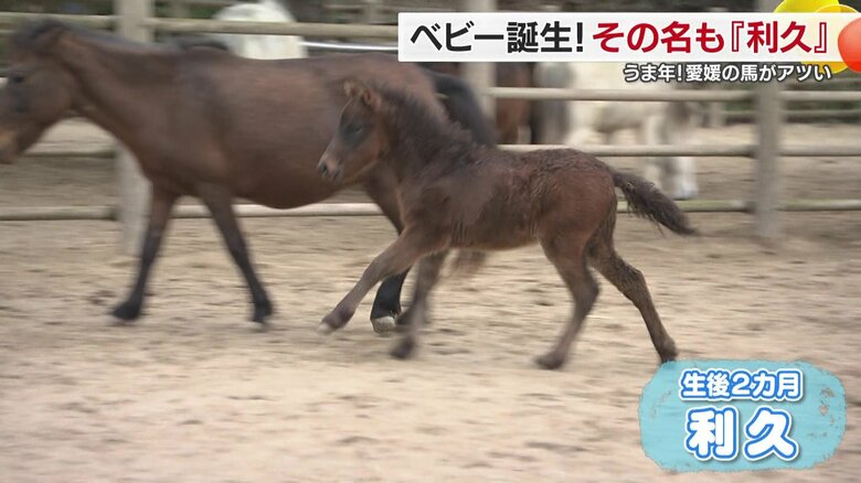 元気いっぱいに駆け回る利久