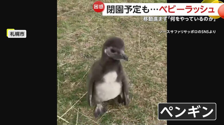 草むらをよちよち歩くペンギンの赤ちゃん